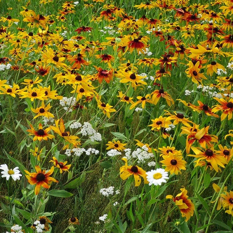 Dry Area Wildflower Seed Mix 6 Dry Area Wildflower Seed Mix - Image 4