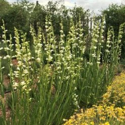 Blanca Peak™ Rocky Mountain Penstemon -High Country Gardens blanca peak rocky mountain penstemon beardtongue garden
