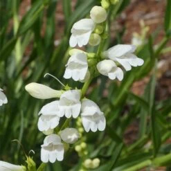 Blanca Peakâ„¢ Rocky Mountain Penstemon