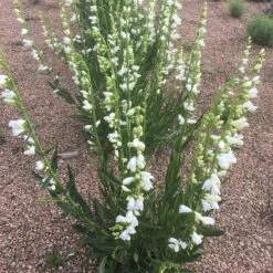 Blanca Peak™ Rocky Mountain Penstemon -High Country Gardens blanca peak rocky mountain penstemon full jameson coopman
