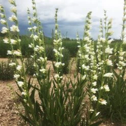 Blanca Peak™ Rocky Mountain Penstemon -High Country Gardens blanca peak rocky mountain penstemon garden jameson coopman 1