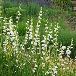 Blanca Peak™ Rocky Mountain Penstemon -High Country Gardens blanca peak rocky mountain penstemon penstemon strictus albus garden