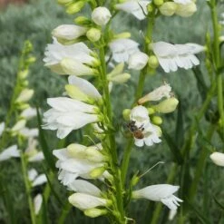 Blanca Peak™ Rocky Mountain Penstemon -High Country Gardens blanca peak rocky mountain penstemon strictus albus honeybee