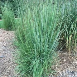 Blaze Little Bluestem Grass -High Country Gardens blaze little bluestem credit hoffmannursery