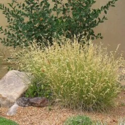 Plant Select® Waterwise Perennial Collection -High Country Gardens blonde ambition cropped 2