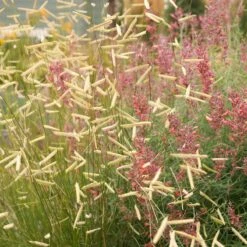 Plant Select® Waterwise Perennial Collection -High Country Gardens blonde ambition cropped