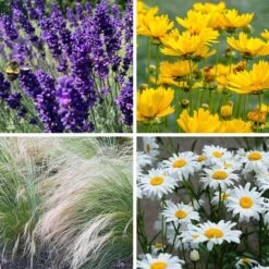 Blowin' In The Wind Collection 10 Blowin' In The Wind Collection -High Country Gardens blowin in the wind collection collage