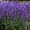 Blue By You Salvia 2 Blue By You Salvia -High Country Gardens blue by you meadow sage 1