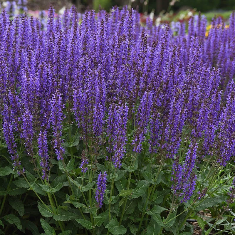 Blue By You Salvia 3 Blue By You Salvia