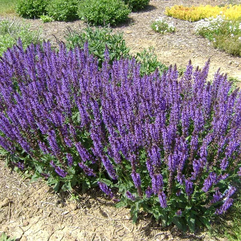 Blue By You Salvia 4 Blue By You Salvia - Image 2