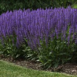 Blue By You Salvia 9 Blue By You Salvia -High Country Gardens blue by you meadow sage 4