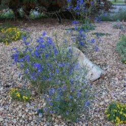 Appar Blue Flax (Linum) 11 Appar Blue Flax (Linum) -High Country Gardens blue flax appar mueller kendrick lake