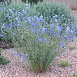 Appar Blue Flax (Linum) 9 Appar Blue Flax (Linum) -High Country Gardens blue flax appar pr
