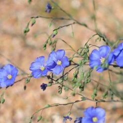 Appar Blue Flax (Linum) 10 Appar Blue Flax (Linum) -High Country Gardens blue flax appar pr closeup