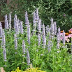 Summer Dreams Pre-Planned Garden -High Country Gardens blue fortune agastache