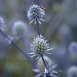 Blue Glitter Sea Holly (Eryngium) 9 Blue Glitter Sea Holly (Eryngium) -High Country Gardens blue glitter sea holly