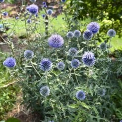Blue Glow Echinops -High Country Gardens blue glow