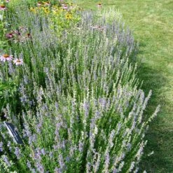 Blue Hyssop (Hyssopus) 13 Blue Hyssop (Hyssopus) -High Country Gardens blue hyssop minneapolis botanical gardens 2