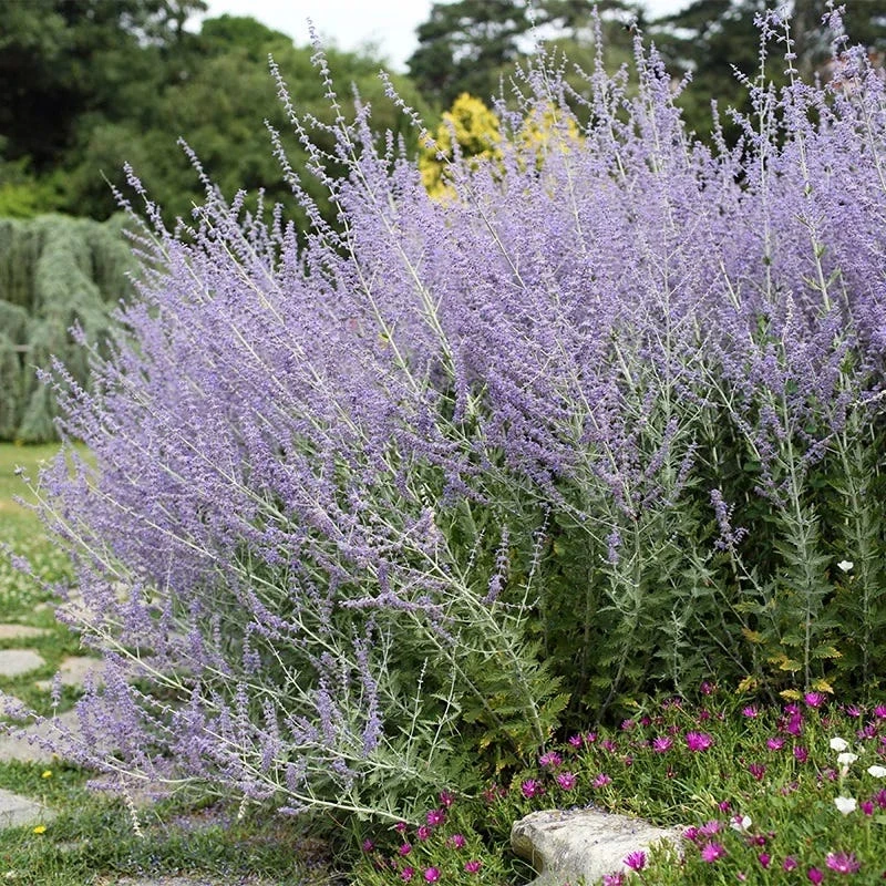 Blue Spire Russian Sage 3 Blue Spire Russian Sage