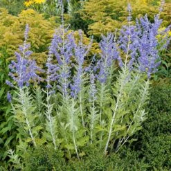 Blue Spire Russian Sage 11 Blue Spire Russian Sage -High Country Gardens blue spires russian sage 3