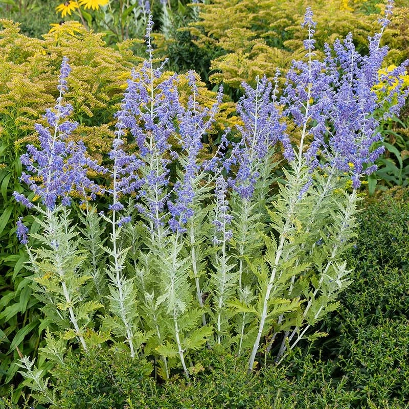 Blue Spire Russian Sage 6 Blue Spire Russian Sage - Image 4