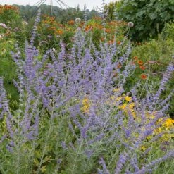 Blue Spire Russian Sage 12 Blue Spire Russian Sage -High Country Gardens blue spires russian sage 4