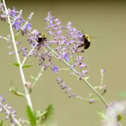 Blue Spire Russian Sage 13 Blue Spire Russian Sage -High Country Gardens blue spires russian sage 5