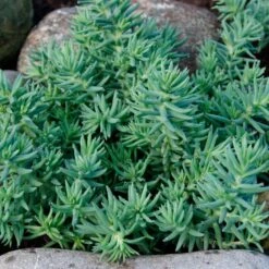 Blue Spruce Sedum 9 Blue Spruce Sedum -High Country Gardens blue spruce sedum 2