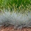 Blue Whiskers Fescue Grass 2 Blue Whiskers Fescue Grass -High Country Gardens blue whiskers fescue grass 1