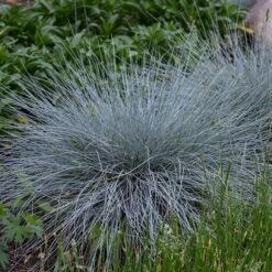 Blue Whiskers Fescue Grass -High Country Gardens blue whiskers fescue grass 3