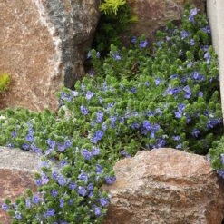 Blue Woolly Veronica 11 Blue Woolly Veronica -High Country Gardens blue woolly veronica rock garden