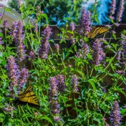 Blue Boa Agastache 11 Blue Boa Agastache -High Country Gardens blue boa agastache sq1