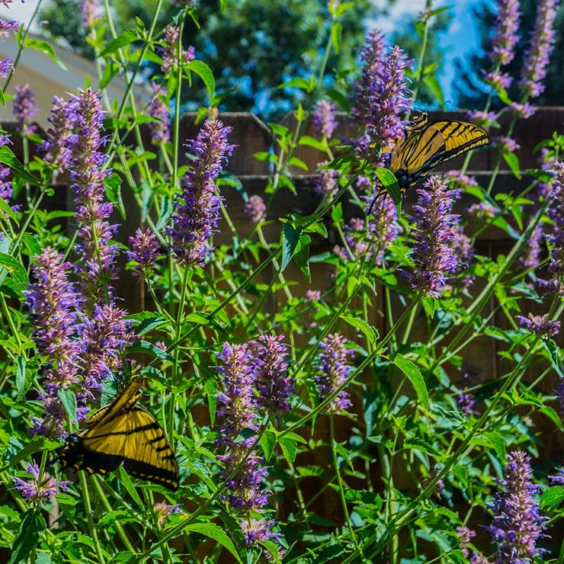 Blue Boa Agastache 7 Blue Boa Agastache - Image 5