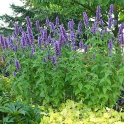 Blue Boa Agastache 10 Blue Boa Agastache -High Country Gardens blue boa agastache sq2