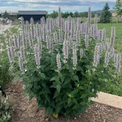 Blue Fortune Agastache 11 Blue Fortune Agastache -High Country Gardens blue fortune sq1
