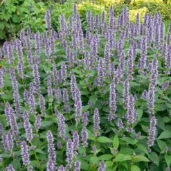 Blue Fortune Agastache 10 Blue Fortune Agastache -High Country Gardens blue fortune sq2