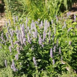 Blue Fortune Agastache 13 Blue Fortune Agastache -High Country Gardens blue fortune sq 1