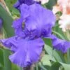 Blueberry Bliss Bearded Iris -High Country Gardens blueberry bliss bearded hero