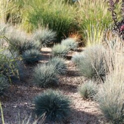 Soft Colors Inferno Strip Grass Collection -High Country Gardens boulder blue fescue grass sq
