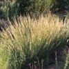 Sideoats Grama Grass -High Country Gardens bouteloua curtipendula side oats