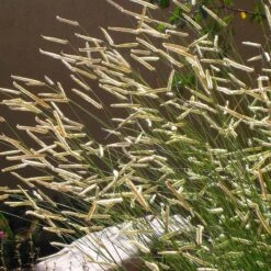 Blonde Ambition Blue Grama Grass -High Country Gardens bouteloua gracilis blonde ambition 1