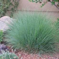 Blonde Ambition Blue Grama Grass -High Country Gardens bouteloua gracilis blonde ambition 2