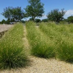 Blonde Ambition Blue Grama Grass -High Country Gardens bouteloua gracilis blonde ambition 3