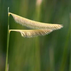 Blonde Ambition Blue Grama Grass -High Country Gardens bouteloua gracilis blonde ambition seedhead