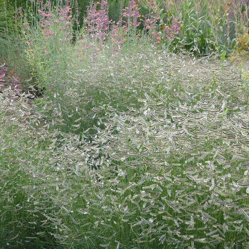 Zig Zag Blue Grama Grass 4 Zig Zag Blue Grama Grass - Image 2