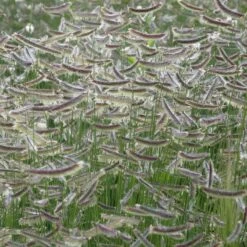 Zig Zag Blue Grama Grass 9 Zig Zag Blue Grama Grass -High Country Gardens bouteloua x zig zag close up of 1