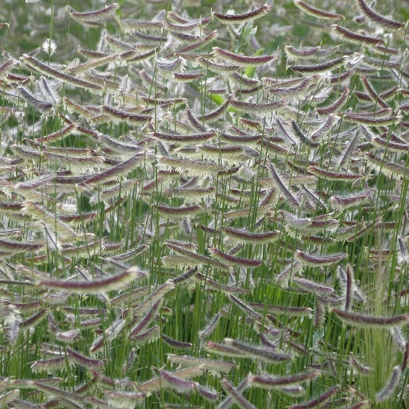 Zig Zag Blue Grama Grass 5 Zig Zag Blue Grama Grass - Image 3