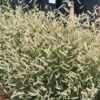 Zig Zag Blue Grama Grass 1 Zig Zag Blue Grama Grass -High Country Gardens bouteloua x zig zag fall seed he