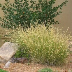 Blonde Ambition Blue Grama Grass -High Country Gardens bouteloua blonde ambition in landscape 1