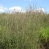 Grama Grass Collection -High Country Gardens bouteloua curtipendula sideoats grama grass 1